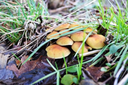 piccoli funghi