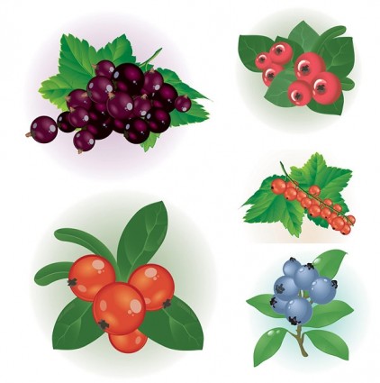 Small Red Berries Clip Art