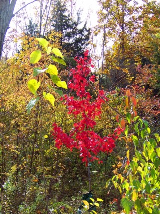 숲 속에 작은 빨간 단풍나무
