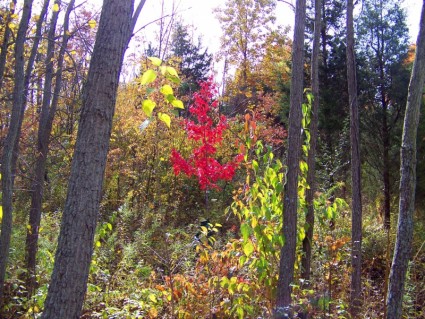 在樹林裡的小紅色楓葉樹