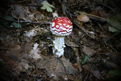 pequeno cogumelo vermelho