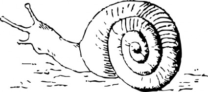 desenho de clipart de caracol