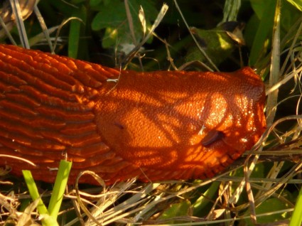 lumaca wegschnecke rosso arion rufus