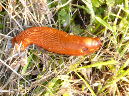 escargot rouge wegschnecke arion rufus