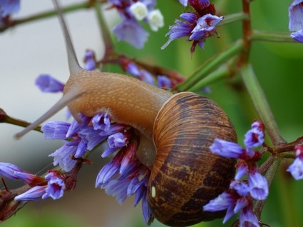 Snail Shell Flower