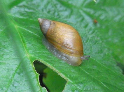 Snail Shell Nature
