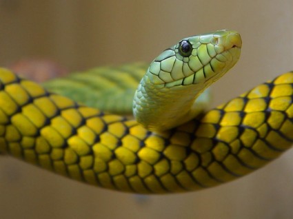 ular beracun hijau