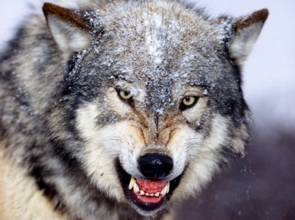Snarling Gray Wolf Wallpaper Wolves Animals