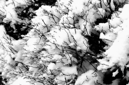 nieve y ramas