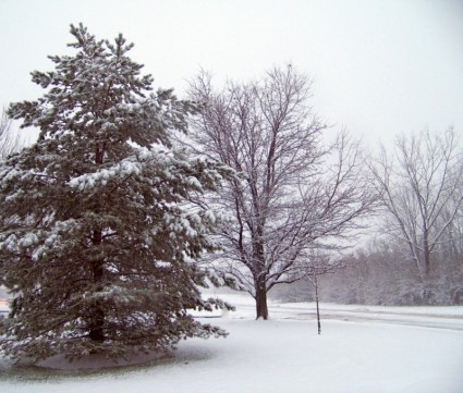 nieve y árboles