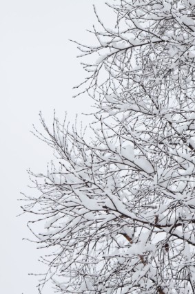 ramas cubiertas de nieve