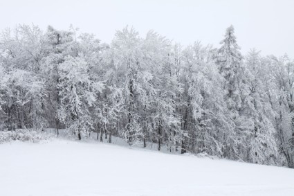 снег охватывает лес
