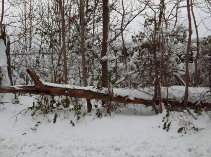 arbre recouvert de neige