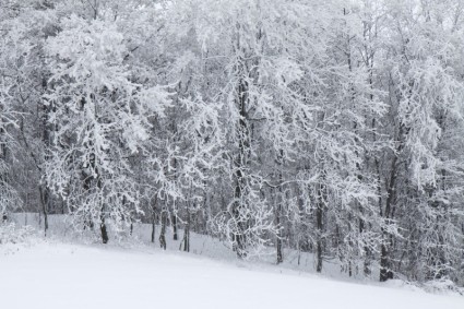 снег покрыты деревья