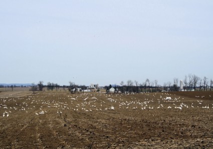 gansos de nieve
