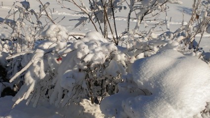 esplosione di neve paesaggio invernale