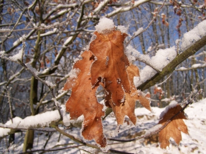 снег листьев Обои для рабочего стола Зимняя природа
