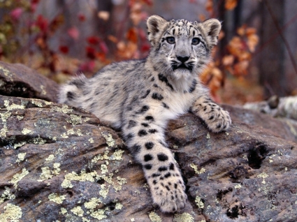 Snow leopard cub tapeta dla dzieci zwierzęta