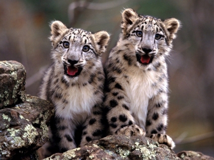 macan tutul salju anaknya wallpaper bayi hewan hewan