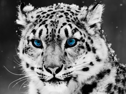 wallpaper Snow leopard besar kucing hewan