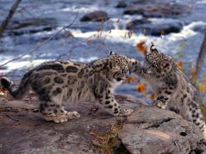 Schnee-Leoparden Tapete Tierbabys Tiere