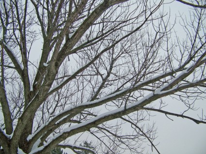 neige sur les branches