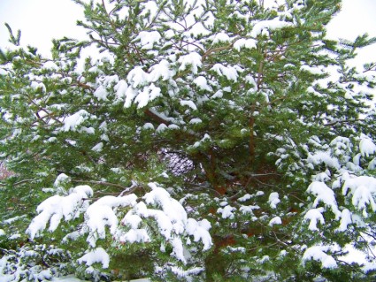 neve sulla sempreverde