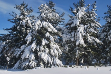 neige sur les arbres à feuillage persistant