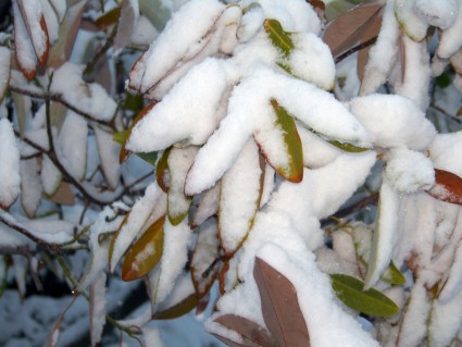снег на листьях