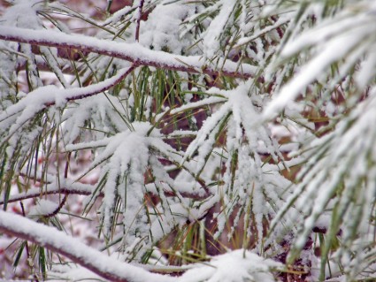 nieve en agujas de pino