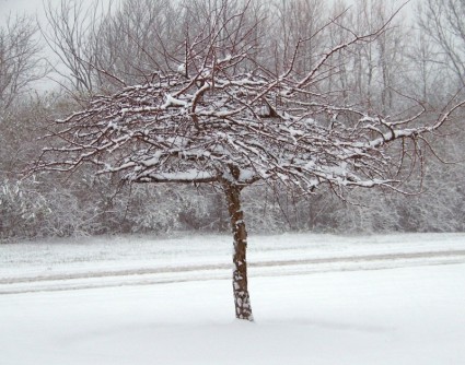 nieve en árbol