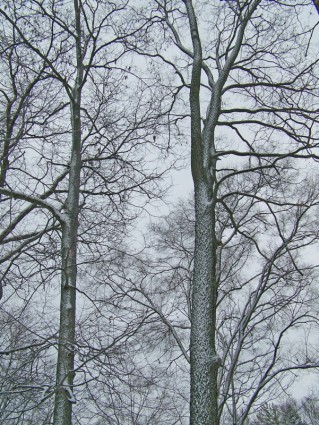 tuyết trên cây
