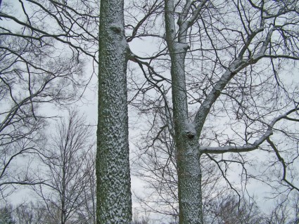 neve em árvores