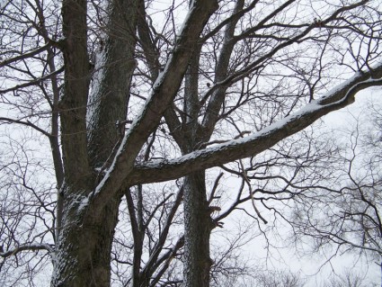 الثلج على الأشجار