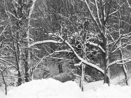 śnieg na drzewach