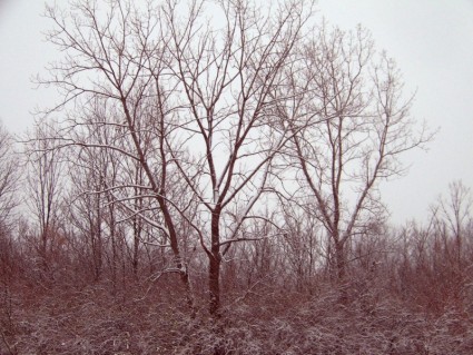 śnieg na drzewach