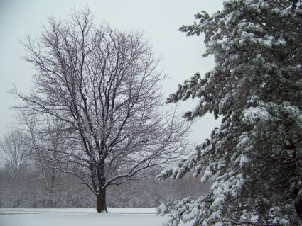 neve sugli alberi