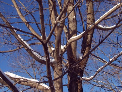 Bulletins d'enneigement sur les arbres avec un ciel bleu