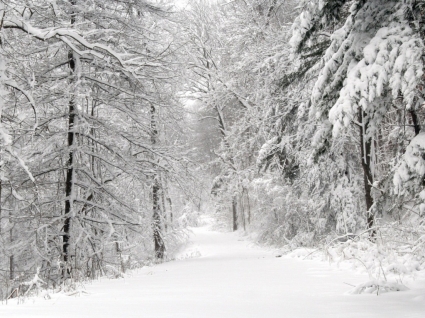 Снежный путь Обои для рабочего стола Зимняя природа