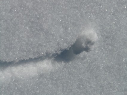 หิมะหิมะผลึกน้ำแข็งคริสตัล