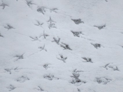 雪的痕迹的脚印
