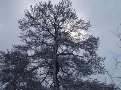 salju pohon dengan matahari
