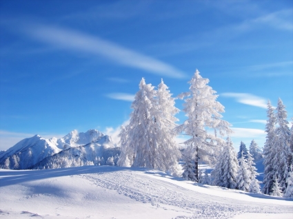 Schnee-Tapete-Winter-Natur