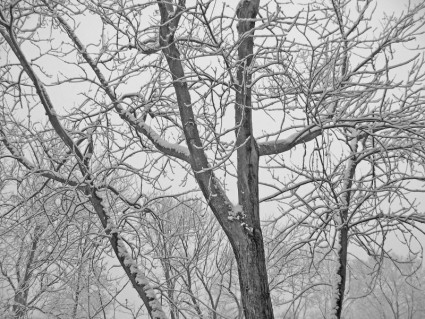 snowcovered 樹