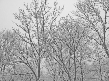 snowcovered の木