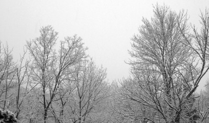 árboles de nevadas