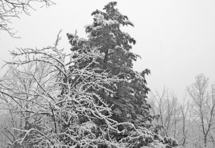 snowcovered 樹