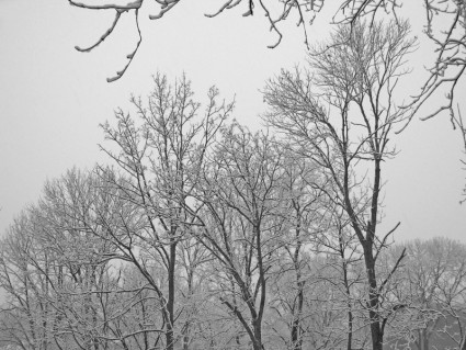árboles de nevadas