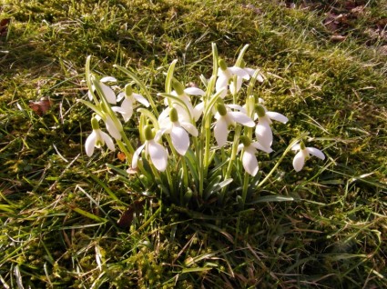 Snowdrop Spring March