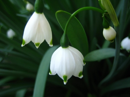 Snowdrops Wallpaper Flowers Nature